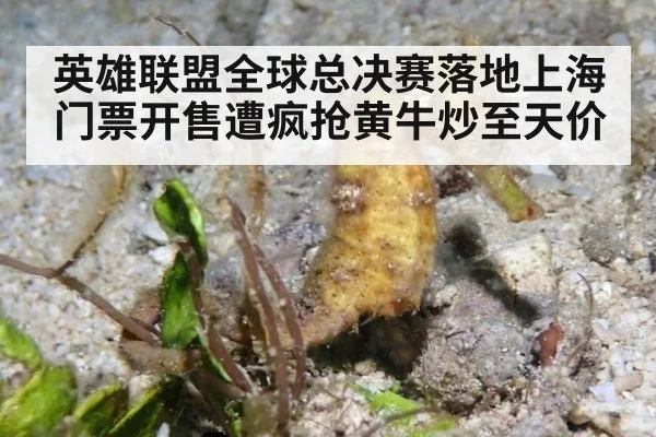 英雄联盟全球总决赛落地上海门票开售遭疯抢黄牛炒至天价